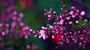 spring flowers wallpapers hd pictures – one hd wallpaper pictures