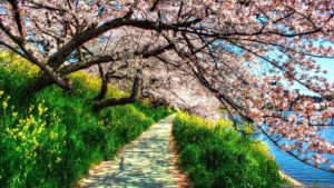 spring nature hd wallpapers - wallpaper cave