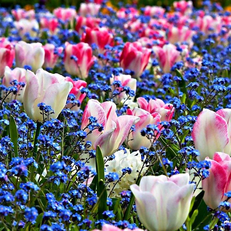 10 Best Spring Flowers Screensavers Wallpaper FULL HD 1920×1080 For PC Background 2022 free download spring screensavers hd 21553 2560x1600 px hdwallsource 800x800