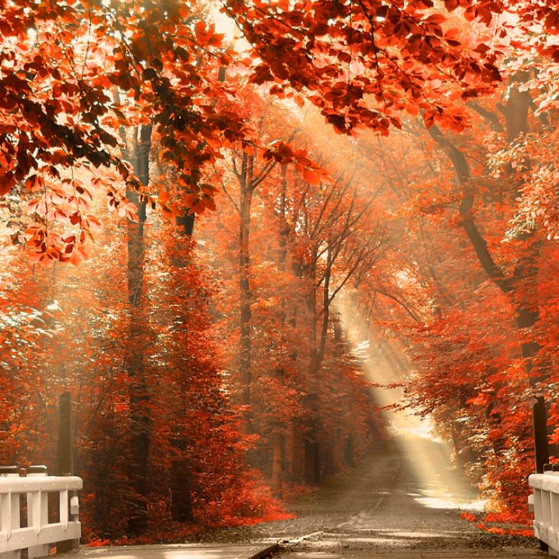 10 Best Autumn Pictures For Desktop Backgrounds FULL HD 1080p For PC Desktop 2023 free download sunshine fall leaves wallpaper pc wallpaper wallpaperlepi 1 800x800