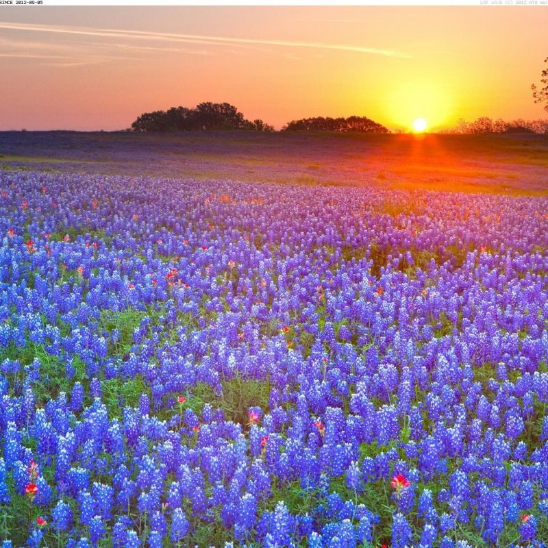 10 New Texas Hill Country Wallpaper FULL HD 1080p For PC Desktop 2022 free download texas bluebonnets texas hill country texas your hd wallpaper 800x800