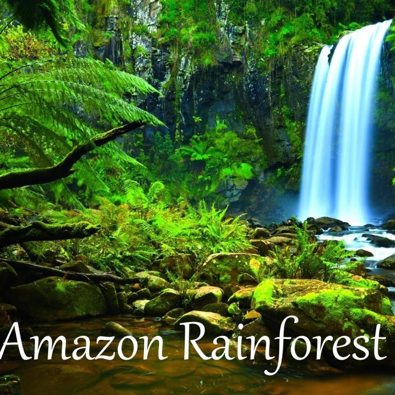 10 Top Pictures Of The Amazon Rainforest FULL HD 1920×1080 For PC Desktop 2024 free download the amazon rainforest facts hd youtube 1 800x800