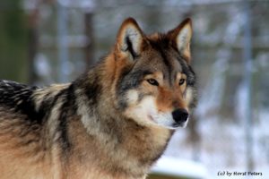 the timber wolf: animals, en, mammal, predator, science, timber, tp