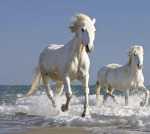 the white horse is situated on a slight bend in the main road that