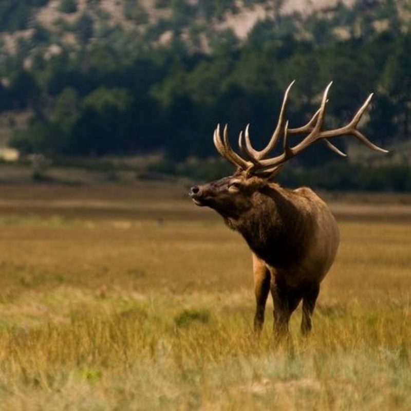 10 Top Rocky Mountain Elk Wallpaper FULL HD 1920×1080 For PC Background 2023 free download the wildlife rocky mountain national park 303 magazine 800x800