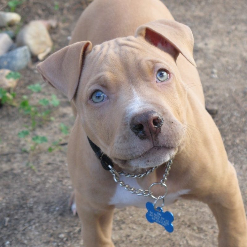 10 Latest Light Brown Red Nose Pitbull FULL HD 1080p For PC Desktop 2023 free download the worlds most recently posted photosoo flickr hive mind 800x800