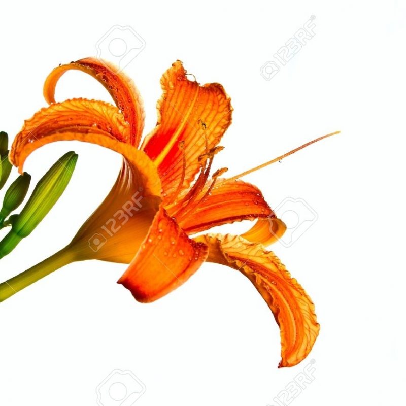 10 Latest Show Me A Picture Of A Tiger Lily FULL HD 1920×1080 For PC Background 2023 free download tiger lily stock photos royalty free tiger lily images 800x800