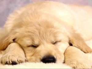 tonikum bayer puppies wallpapers free | hd wallpapers | pinterest