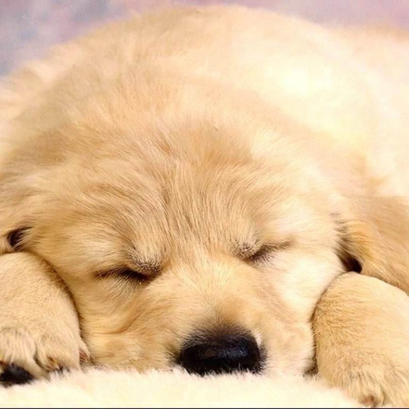 10 Top Puppies Wallpapers Free Download FULL HD 1080p For PC Background 2022 free download tonikum bayer puppies wallpapers free hd wallpapers pinterest 800x800