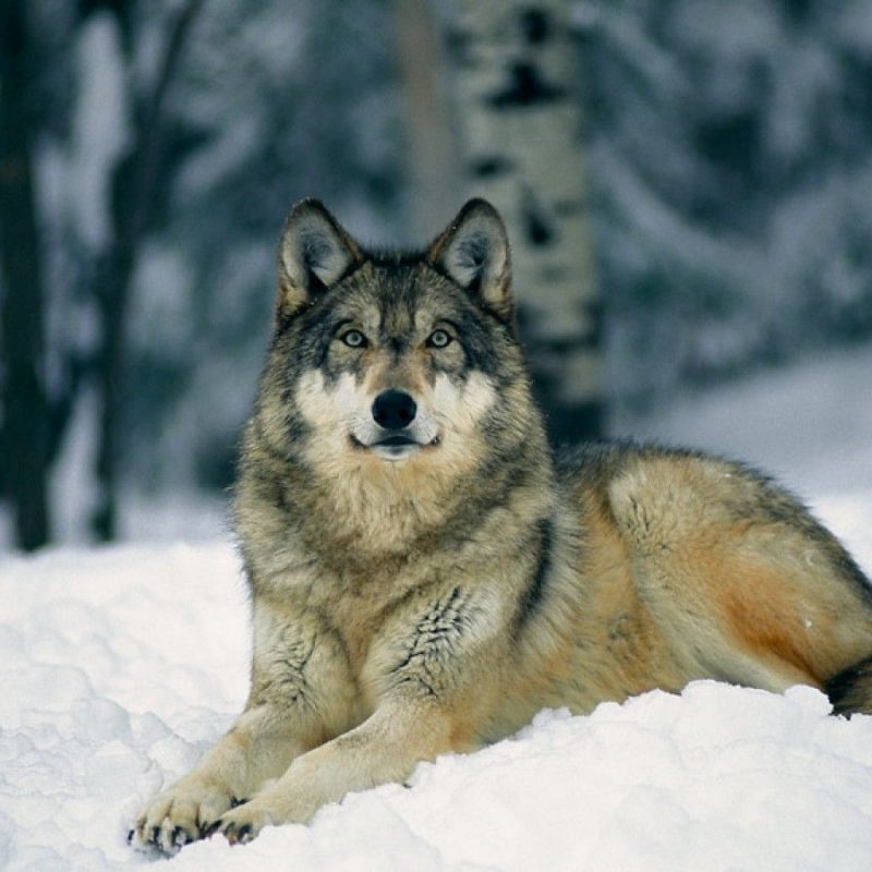 10 Most Popular Grey Wolf Wallpaper 1920X1080 FULL HD 1920×1080 For PC ...
