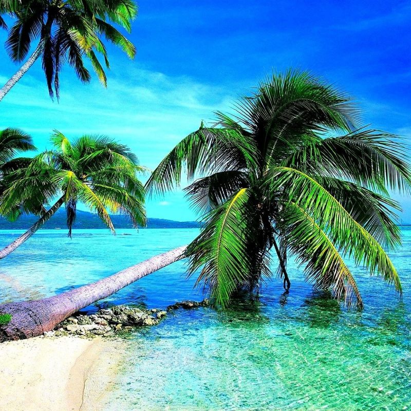 10 Best Tropical Beach Hd Wallpaper FULL HD 1920×1080 For PC Background 2024 free download tropical beach hd wallpaper 68 images 800x800