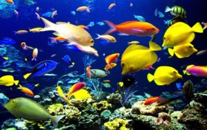 tropical fish backgrounds - wallpaper cave