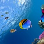 tropical fish wallpaper | (134582)