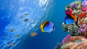 tropical fish wallpaper | (134582)