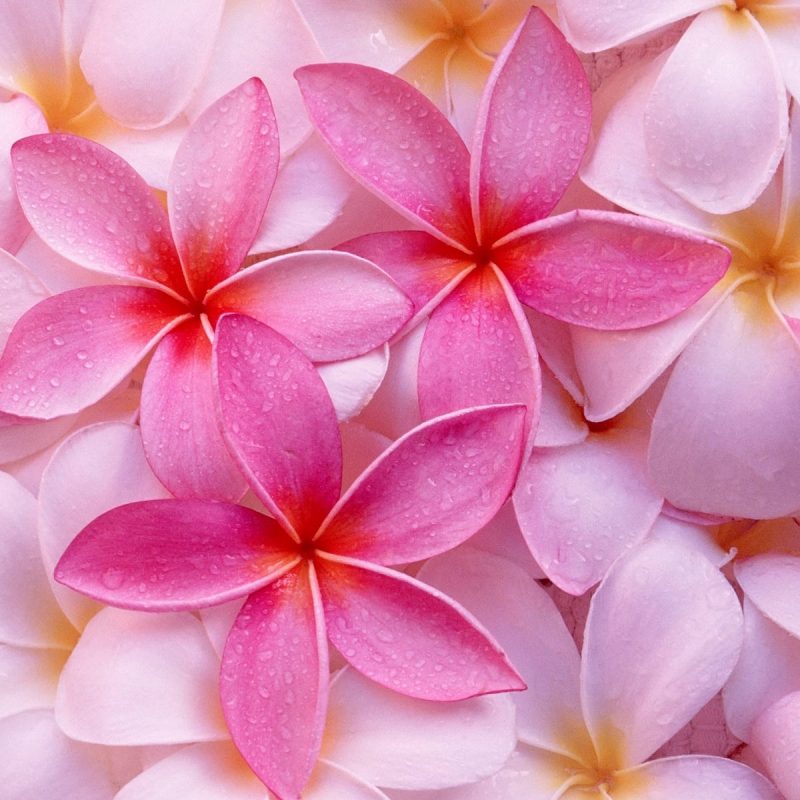 10 New Tropical Flowers Wallpaper Hd FULL HD 1920×1080 For PC Background 2022 free download tropical plumeria wallpapers hd wallpapers id 5710 800x800
