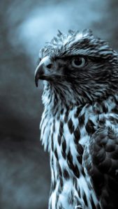 twilight eagle profile dark android wallpaper free download