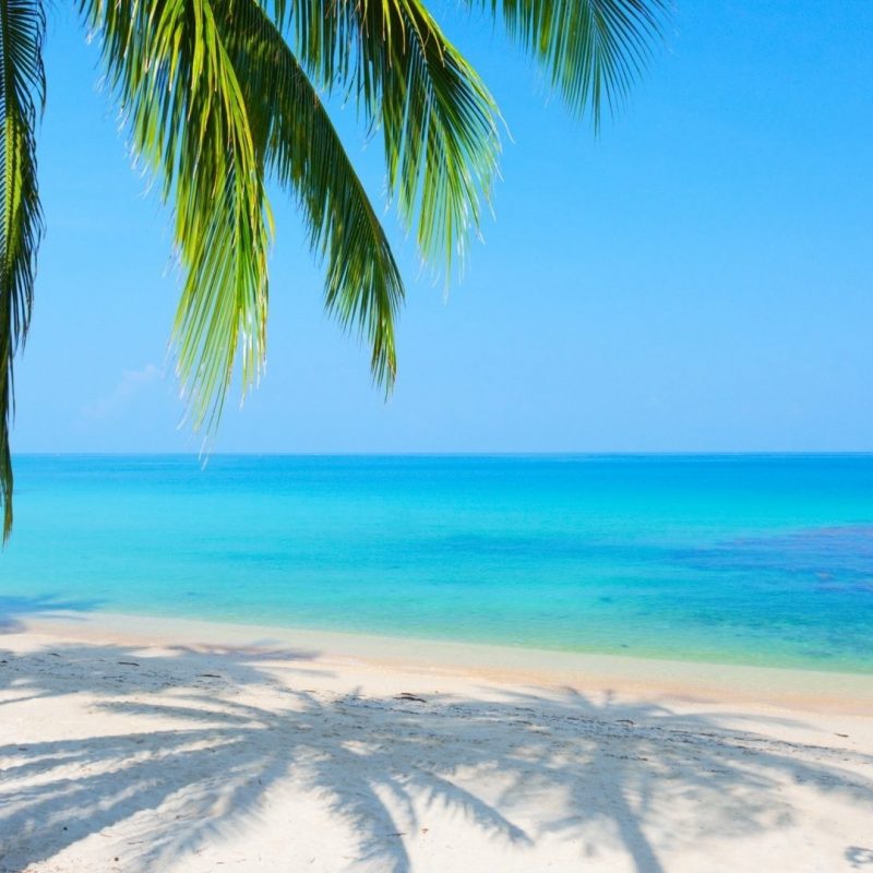 10 Top Beach And Palm Tree Wallpaper FULL HD 1920×1080 For PC Background 2023 free download %name