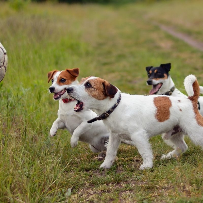 10 Most Popular Jack Russell Terrier Wallpapers FULL HD 1080p For PC Background 2022 free download wallpaper animals soccer ball jack russell terrier harrier 800x800