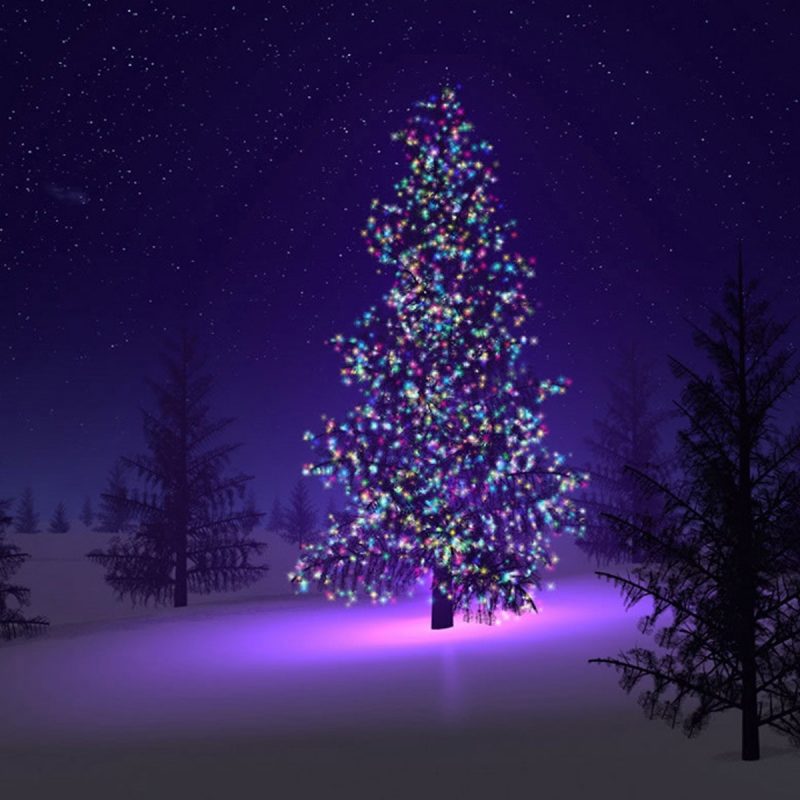 10 Best Free Christmas Trees Wallpaper FULL HD 1080p For PC Desktop 2023 free download wallpaper christmas trees wallpapers 800x800