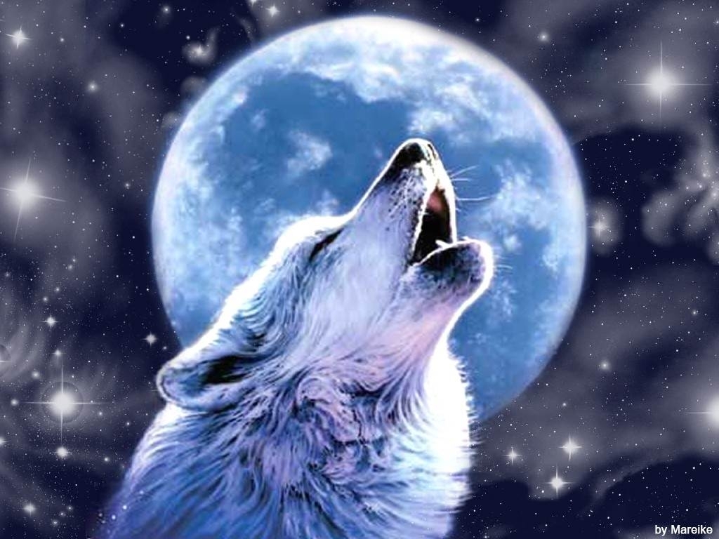 10 New Cool Wallpapers Of Wolves FULL HD 1920×1080 For PC ...