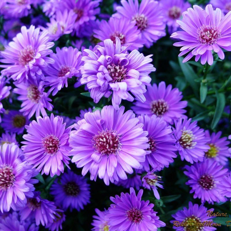 10 New Pic Of Purple Flowers FULL HD 1920×1080 For PC Desktop 2023 free download wallpapers collection purple flowers wallpapers 800x800