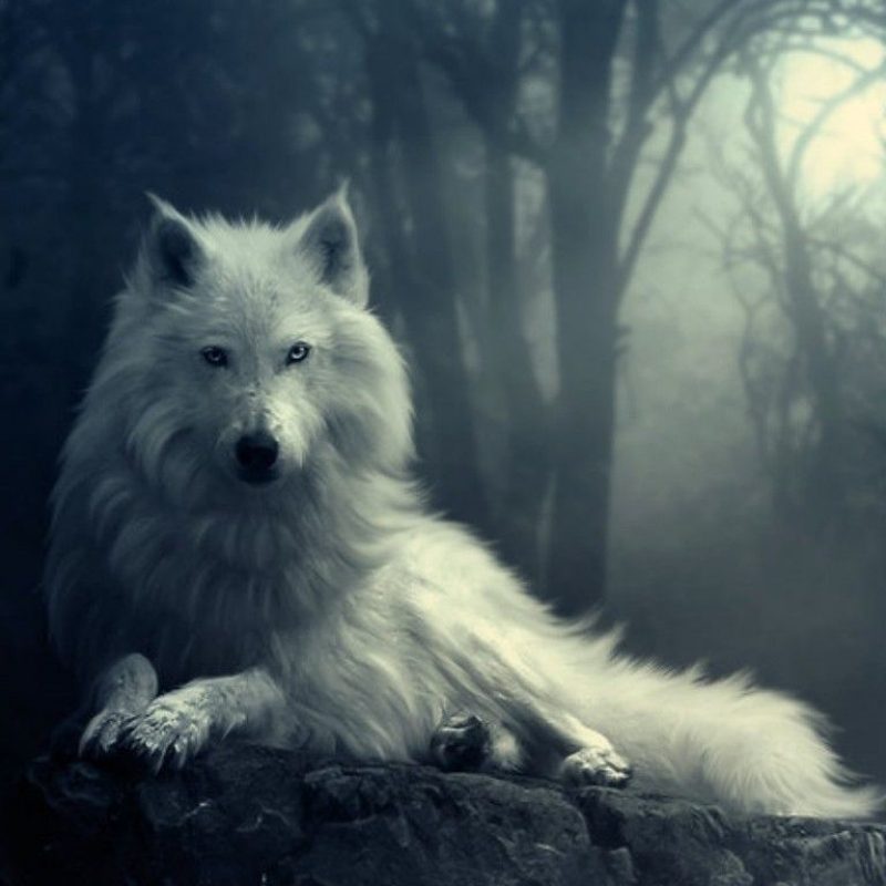 10 New Cool Wallpapers Of Wolves FULL HD 1920×1080 For PC Desktop 2022 free download wallpapers of wolf group 79 800x800