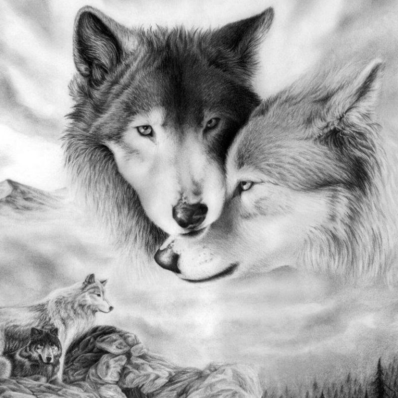 10 New Cool Wallpapers Of Wolves FULL HD 1920×1080 For PC Desktop 2022 free download wallpapers of wolves wallpaper cave 800x800