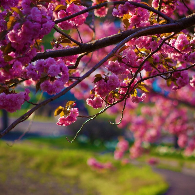 10 Most Popular Spring Desktop Wallpaper Hd FULL HD 1080p For PC Background 2022 free download wallpapers spring wallpaper cave 800x800