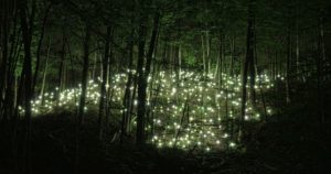 wandering in the enchanted forest: 8 hours of relaxation - sleep