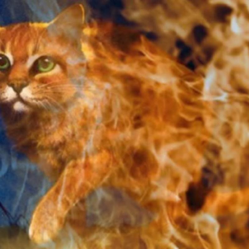 10 Most Popular Warrior Cats Wallpaper Firestar FULL HD 1080p For PC Background 2022 free download warriors cats backgrounds wallpaper cave 800x800