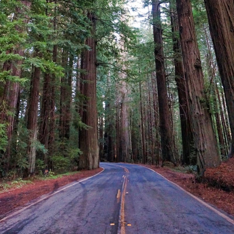 10 Most Popular Pictures Of Redwoods In California FULL HD 1080p For PC Desktop 2024 free download %name