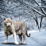 white bengal tiger wallpapers - wallpaper cave