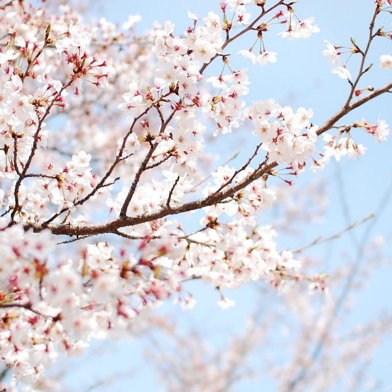 10 Top Cherry Blossoms Desktop Wallpaper FULL HD 1080p For PC Desktop 2024 free download white cherry blossom wallpapers pixelstalk 800x800