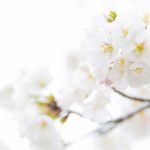 white cherry plum flowers ❤ 4k hd desktop wallpaper for 4k ultra hd