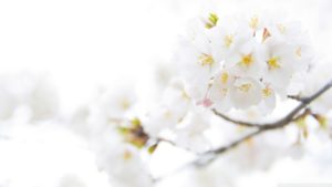 white cherry plum flowers ❤ 4k hd desktop wallpaper for 4k ultra hd