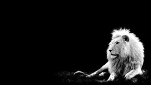 white lion backgrounds - wallpaper cave