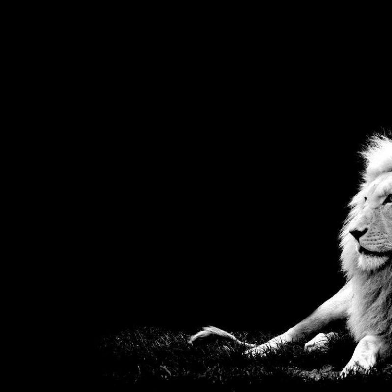 10 Most Popular Black And White Lion Background FULL HD 1080p For PC Desktop 2022 free download white lion backgrounds wallpaper cave 800x800
