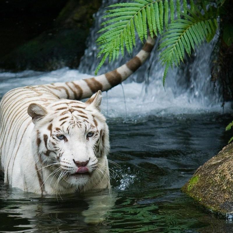 10 Best White Tiger Hd Wallpapers 1920X1080 FULL HD 1080p For PC Background 2023 free download white tiger beautiful wallpapers hd wallpapers id 5042 1 800x800