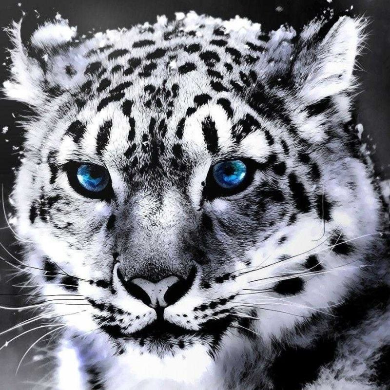 10 Best Wallpapers Of White Tigers FULL HD 1920×1080 For PC Background 2022 free download white tiger hd wallpaper desktop of smartphone full pics wallvie 800x800