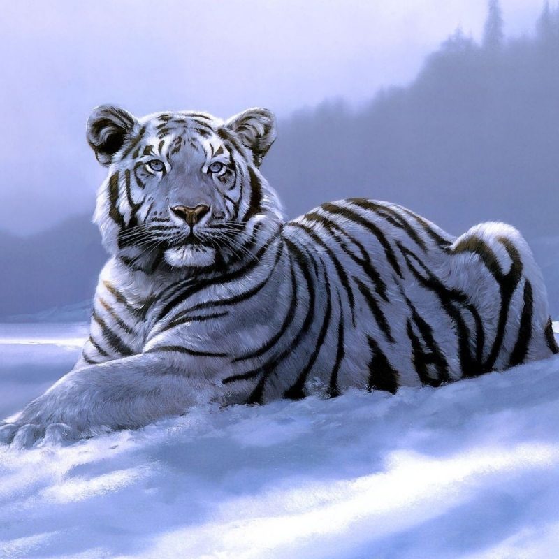 10 New White Tiger Wallpaper 3D FULL HD 1920×1080 For PC Desktop 2023 free download white tiger pictures wallpaper 800x800