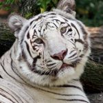 white tiger - the cincinnati zoo &amp; botanical garden