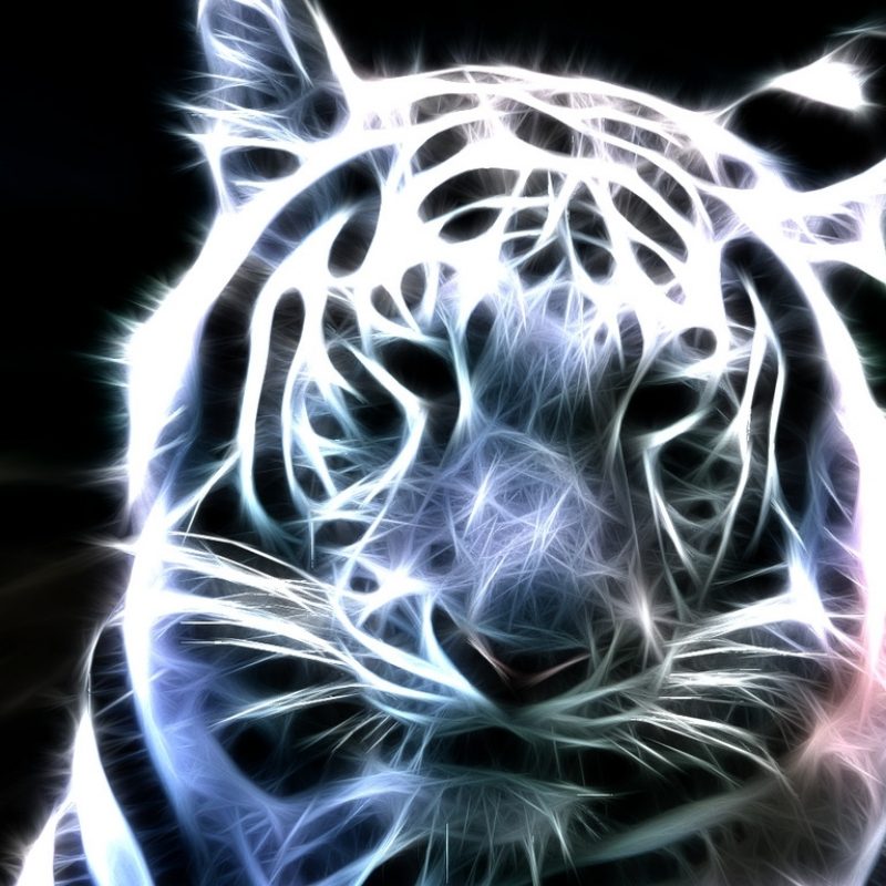 10 New White Tiger Wallpaper 3D FULL HD 1920×1080 For PC Desktop 2023 free download white tiger wallpaper 3d 800x800