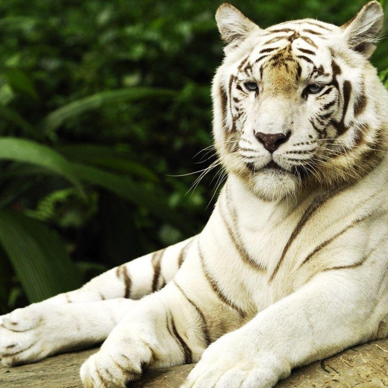 10 Best White Tiger Hd Wallpapers 1920X1080 FULL HD 1080p For PC Background 2023 free download white tiger wallpapers hd wallpaper cave 4 800x800