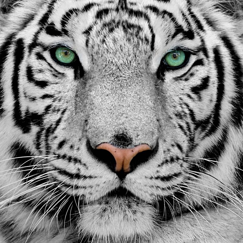 10 Best Wallpapers Of White Tigers FULL HD 1920×1080 For PC Background 2022 free download white tiger widescreen wallpapers 08198 baltana 800x800
