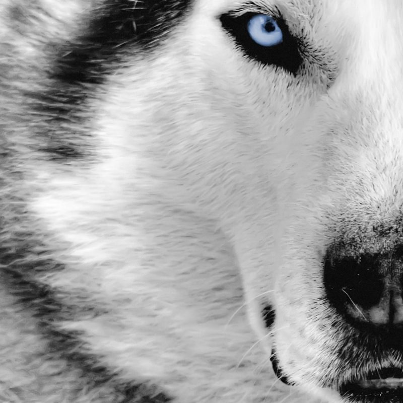 10 Latest Wolf Backgrounds For Desktop FULL HD 1080p For PC Desktop 2022 free download white wolf desktop wallpaper hd photos high quality resolution of 1 800x800