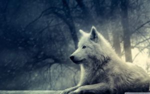 white wolf painting ❤ 4k hd desktop wallpaper for 4k ultra hd tv