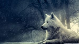 white wolf painting ❤ 4k hd desktop wallpaper for 4k ultra hd tv