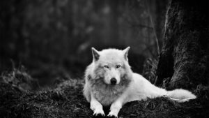 white wolf wallpaper hd wallpaper | wallpaperlepi