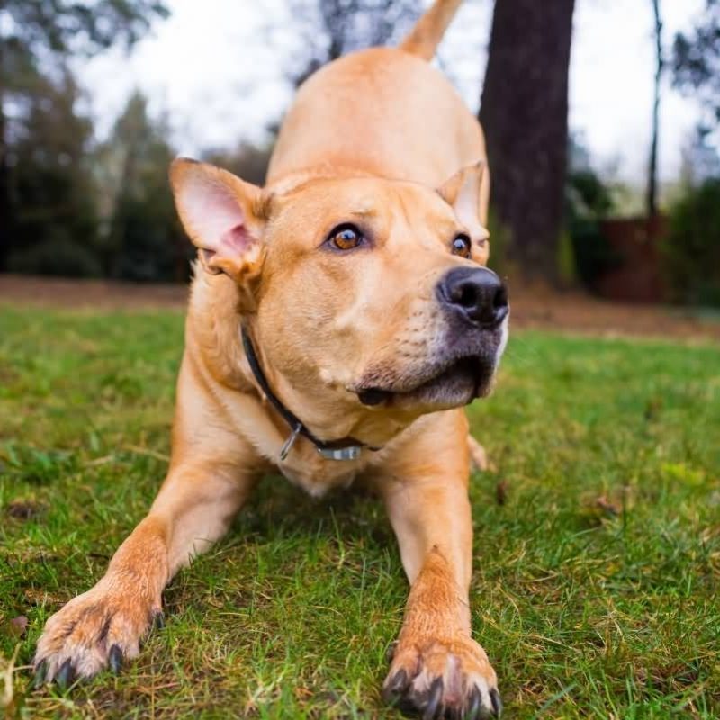 10 Latest Light Brown Red Nose Pitbull FULL HD 1080p For PC Desktop 2023 free download why is the pitbull lab mix aka labrabull such a great dog animalso 800x800