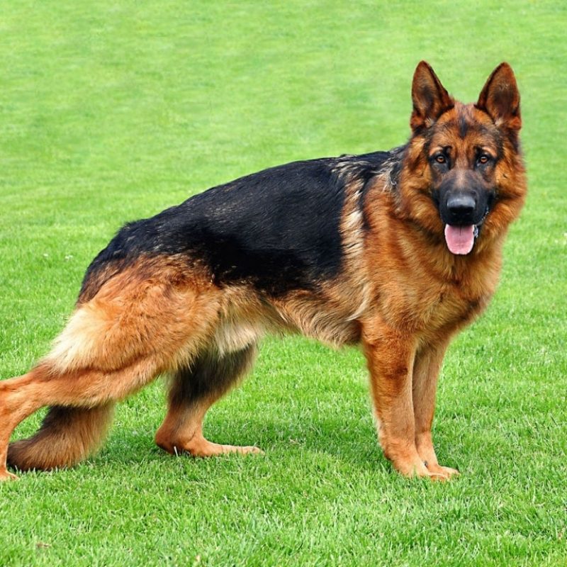 10 Most Popular German Shepherd Dog Images Hd FULL HD 1920×1080 For PC Background 2022 free download widescreen german shepherd dog best hd wallapers for with dogs 800x800